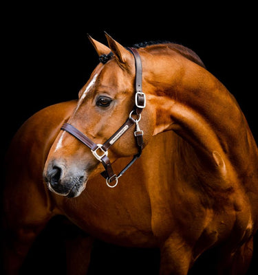 Horseware Ireland Signature Leather Headcollar
