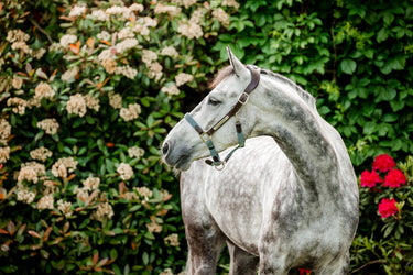Horseware Ireland Signature Braided Headcollar