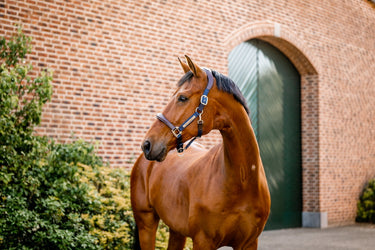 Horseware Ireland Signature Webbing Headcollar