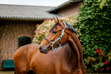 Horseware Ireland Signature Webbing Headcollar