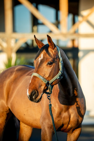 Horseware Ireland Amigo Headcollar & Leadrope Bramble