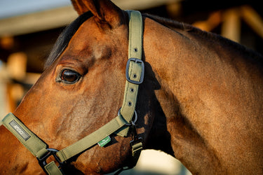 Horseware Ireland Amigo Headcollar & Leadrope Bramble