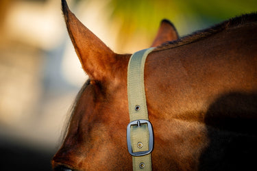 Horseware Ireland Amigo Headcollar & Leadrope Bramble