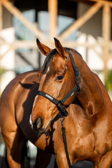 Horseware Ireland Amigo Headcollar & Leadrope Black