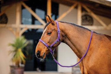 Horseware Ireland Amigo Headcollar & Leadrope Winterberry
