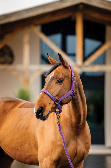 Horseware Ireland Amigo Headcollar & Leadrope Winterberry