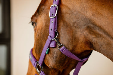 Horseware Ireland Amigo Headcollar & Leadrope Winterberry
