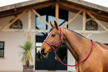 Horseware Ireland Amigo Headcollar & Leadrope Mulberry