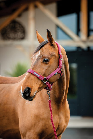 Horseware Ireland Amigo Headcollar & Leadrope Mulberry