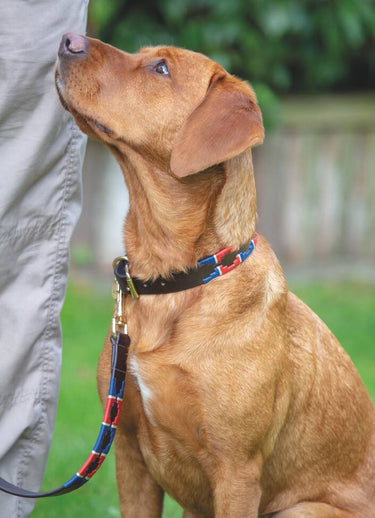 Digby & Fox Drover Polo Dog Collar