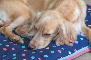 Buy Digby & Fox Waterproof Dog Bed| Online for Equine