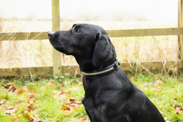 Benji & Flo Dazzling Diamante Dog Collar
