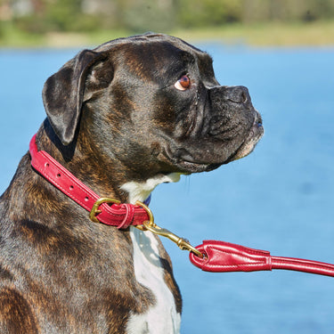 Buy Weatherbeeta Rolled Leather Teal Dog Collar | Online for Equine