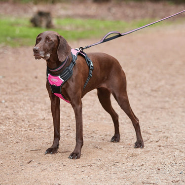 Weatherbeeta Anti Pull/Travel Dog Harness