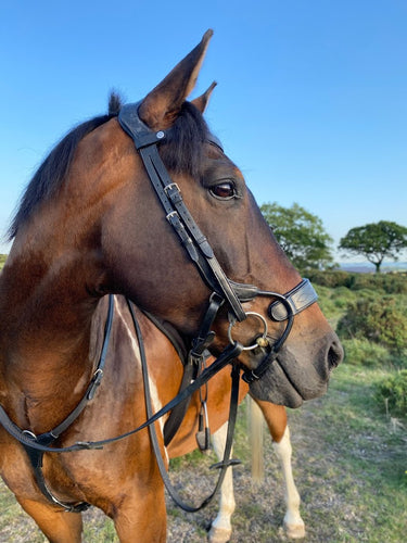 Horse bridles online sales