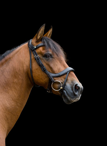 Buy the EcoRider Freedom Comfort Bridle | Online for Equine