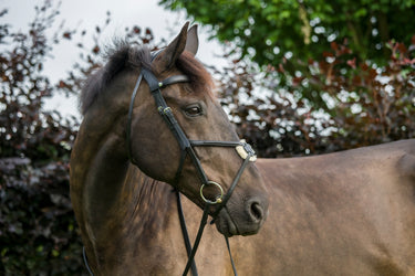 Buy the EcoRider Freedom Grackle Bridle | Online for Equine