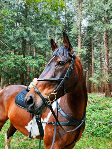 Buy the EcoRider Freedom Grackle Bridle | Online for Equine