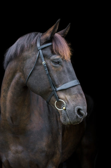 Ecorider Classic Show Bridle