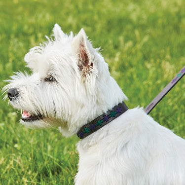 Buy Weatherbeeta Polo Leather Cowdray Brown/Blue/Blue Dog Collar | Online for Equine