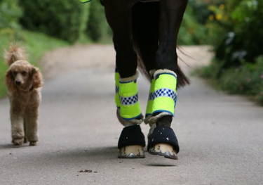 Buy Equisafety Polite Reflective Leg Boots| Online for Equine