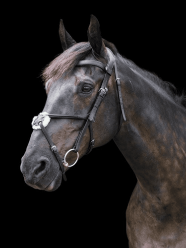 Buy the EcoRider Freedom Grackle Bridle | Online for Equine