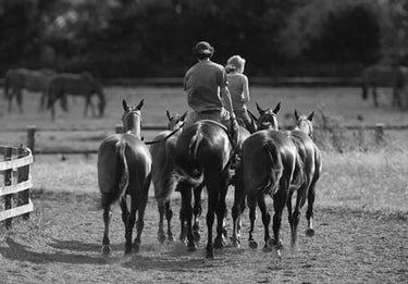 Buy Country Greeting Cards| Online for Equine