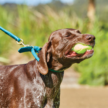 Buy Weatherbeeta Rolled Leather Teal Dog Collar | Online for Equine