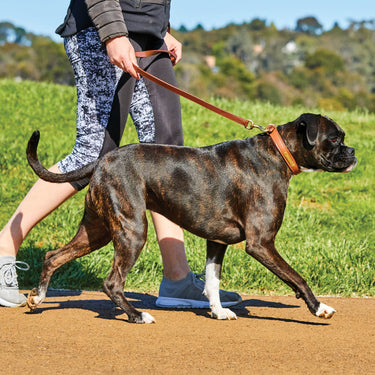 Buy Weatherbeeta Padded Leather Tan Dog Collar | Online for Equine