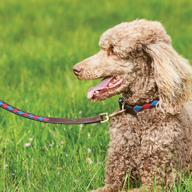 Buy Weatherbeeta Polo Leather Cowdray Brown/Pink/Blue/Yellow Dog Lead | Online for Equine