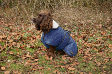 Benji & Flo Teddy Quilted Dog Coat| Online For Equine
