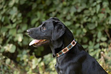 Benji & Flo Sublime Polo Leather Dog Collar