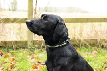 Benji & Flo Dazzling Diamante Dog Collar