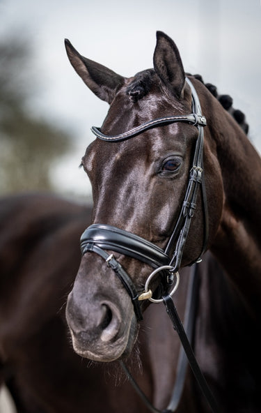 Buy LeMieux Classic Dressage Bridle | Online for Equine