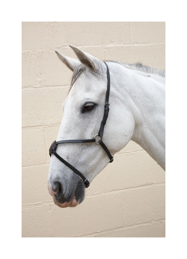 Hy Mexican Grackle Noseband