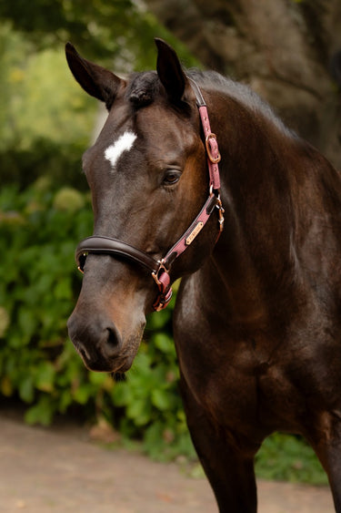 Buy Le Mieux Capella Headcollar Orchid|Online for Equine