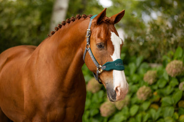 Le Mieux Spruce Vogue Headcollar & Rope-Full-Spruce