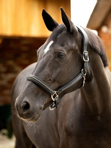 LeMieux Leather Crystal Headcollar Black