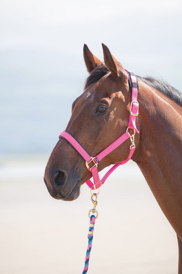 Buy Shires Topaz Nylon Headcollar| Online for Equine