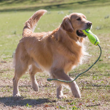Buy Kong Airdog Fetch Stick With Rope Toy | Online for Equine