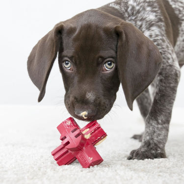 Buy Kong Jump N Jack Toy| Online for Equine