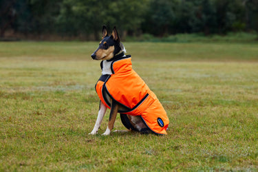 Buy Weatherbeeta Comfitec Reflective 300D Deluxe Showerproof Dog Coat Orange | Online for Equine