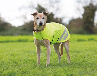 Digby & Fox Equi-Flector Waterproof Dog Coat