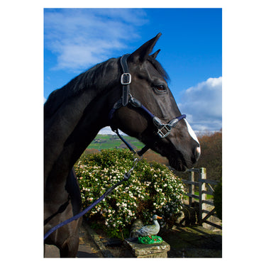 Cameo Equine Anatomic Leather Headcollar