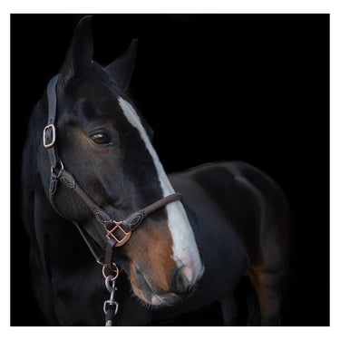 Buy Cameo Equine Anatomic Leather Headcollar| Online for Equine