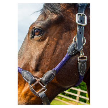 Buy Cameo Equine Anatomic Leather Headcollar| Online for Equine