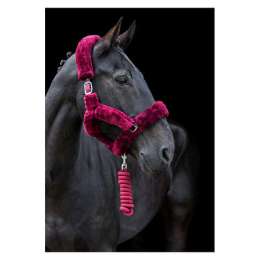 Buy Cameo Equine Deluxe Headcollar| Online for Equine