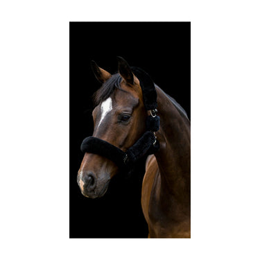 Buy Cameo Equine Deluxe Headcollar| Online for Equine