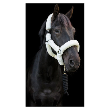 Buy Cameo Equine Deluxe Headcollar| Online for Equine
