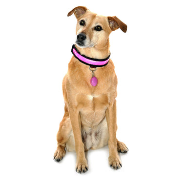 Buy Equisafety Reflective LED Flashing Dog Collar| Online for Equine